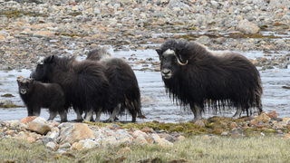 Why The Pentagon Wouldn’t Even Want Greenland